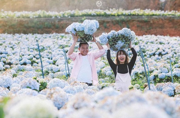 Huyện Lạc Dương  Cách Đà Lạt khoảng 15 km, vườn hoa thuộc huyện Lạc Dương bên cạnh tỉnh lộ 723 - tuyến đường nối thành phố Đà Lạt và Nha Trang. Đây là một trong những khu vườn cẩm tú cầu lớn nhất ở Lâm Đồng, với diện tích khoảng 2 ha. Ảnh: CHIT Photography.