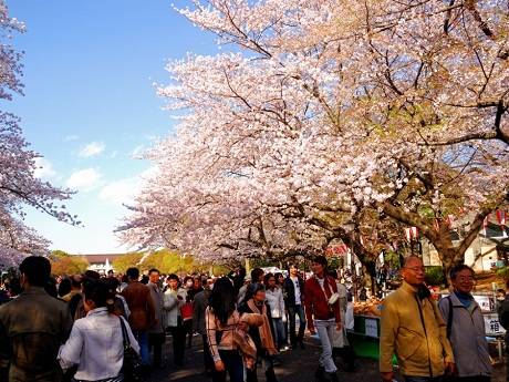 Du lịch Nhật Bản - Lễ hội hoa anh đào - iVIVU.com
