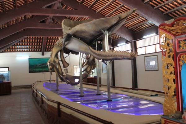 thanh1588Bộ xương cá voi dài gần 20m tại nhà trưng bày cốt Ông Hải Nam tại Vạn An Thạnh, trên đảo Phú Quý. Ảnh: San San