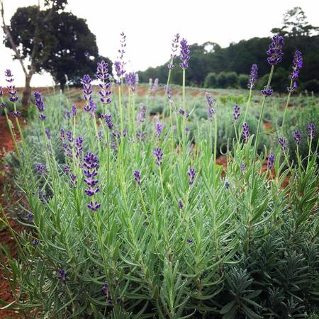 Phát hiện thêm cánh đồng hoa lavender tuyệt đẹp ở Đà Lạt