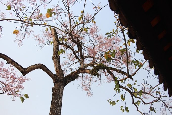 Hoa ngô đồng nở từ cuối tháng hai đến tháng năm âm lịch. Với màu tím nhạt, hoa ngô đồng đã tạo thêm nét thanh tao cho Hoàng cung Huế.