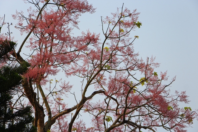 Các bông hoa ngô đồng nhỏ nhưng kết hợp lại với nhau như "phượng múa rồng bay" trông rất đẹp mắt. Hoa ngô đồng nở đẹp nhất là cuối tháng 4 đầu tháng 5 khi lá của cây rụng hết.