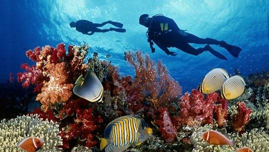 Lặn ngắm san hô trong lòng biển Sơn Trà