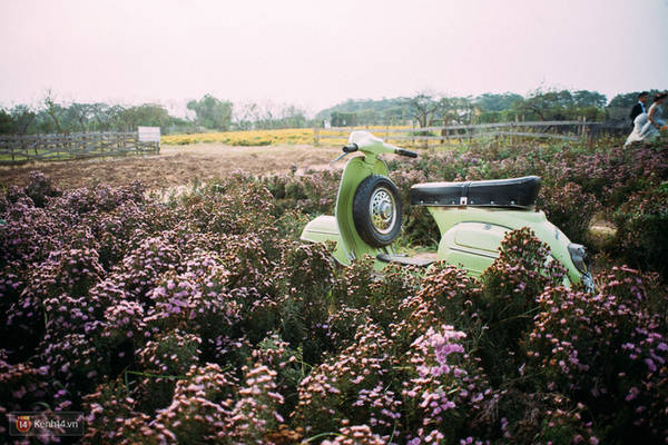 Một cánh đồng hoa bao la với bầy cừu xinh xắn, ở Hà Nội cũng có rồi đấy!