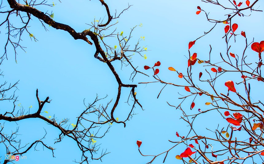 Những hàng cây chẳng một lời bỗng hẹn nhau cùng thay màu áo mới. Giữa nền trời xanh, từng tán lá vàng, lá đỏ khẽ đưa mình theo gió.