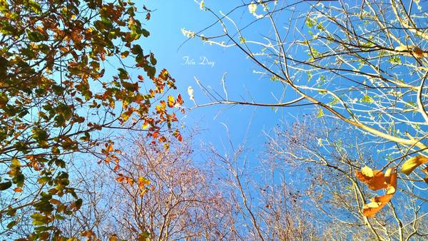 Rừng khộp trên núi Kỳ Vân những ngày cuối năm đang vào độ thay lá, tạo ra những mảng màu sắc rất đặc biệt. Ảnh: Tiểu Duy