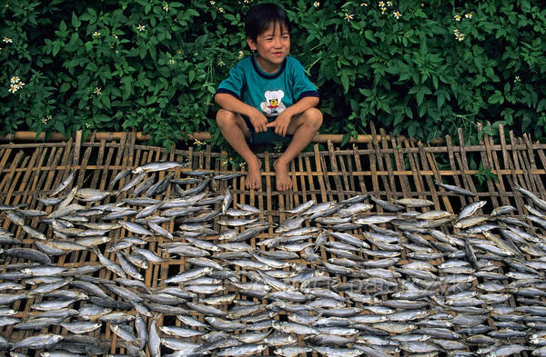 Cậu nhóc đang canh chừng cá khô ở Yên Bái