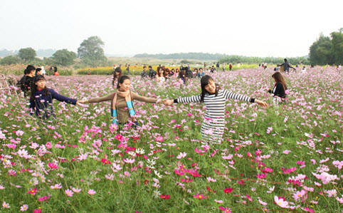 Rất đông bạn trẻ tìm tới vườn hoa bãi đá sông Hồng để lưu lại khoảnh khắc đẹp.