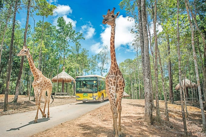 Vinpearl Safari Phú Quốc – Vườn thú bán hoang dã đầu tiên tại Việt Nam