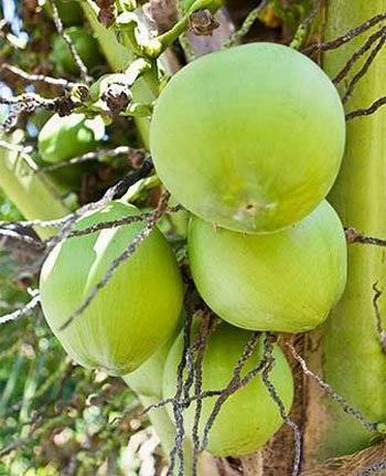 Đặc sản Bến Tre - Dừa xiêm xanh Tam Phước Đặc sản Bến Tre - Dừa xiêm xanh Tam Phước