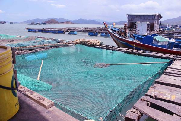 Hệ thống bè nuôi hải sản trên đảo Bình Hưng