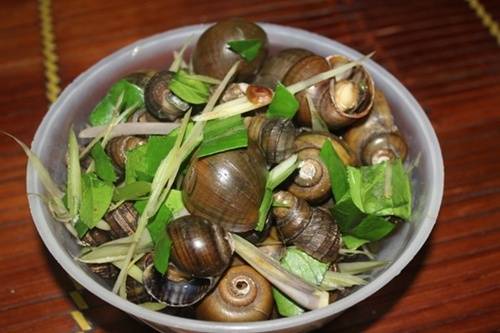 Ốc ven hồ Tây Hà Nội hóng gió