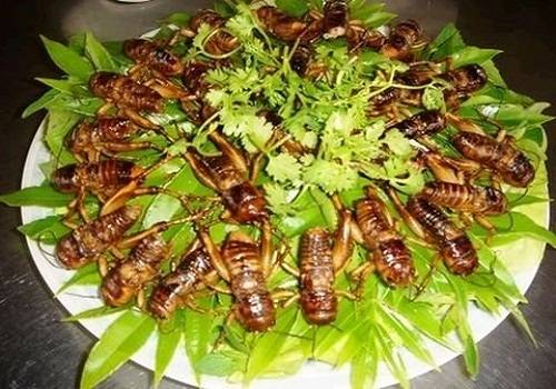 10-con-trung Ẩm thực Việt - côn trùng - iVIVU.com