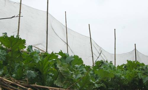 Rau cải mèo: Cải mèo lá xoăn, màu xanh sẫm, giòn và ngọt hơn cải thường. Mỗi mâm cơm của người dân phố núi Sa Pa ngoài những món thịt thì không thể thiếu đĩa rau cải mèo xào với mỡ đông, thoảng chút cay nồng của gừng tươi. Để cải không mất đi vị ngọt tự nhiên, người nấu dùng tay ngắt rau thành đoạn chứ không dùng dao cắt. Cải mèo cũng thường được dùng để ăn lẩu. Ảnh: Khánh Ly