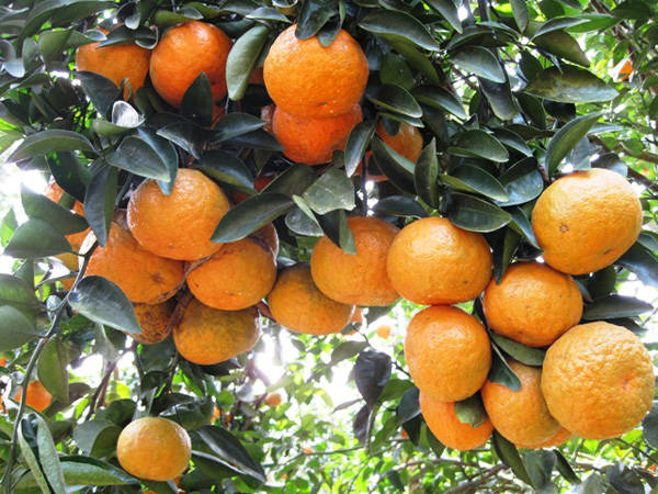 10-dac-san-lam-say-long-nguoi-cua-tuyen-quang-ivivu-1 10-dac-san-lam-say-long-nguoi-cua-tuyen-quang-ivivu-1
