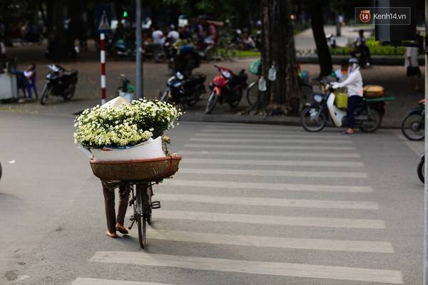 Hoa cúc hoạ mi báo đông Hà Nội