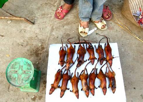 Thịt chuột - món ăn Việt Nam đặc sản tại một số vùng