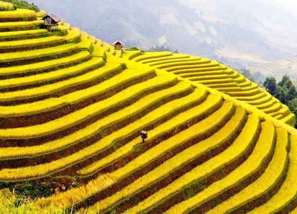 Ruộng bậc thang Sa Pa - Thắng cảnh du lịch Việt Nam