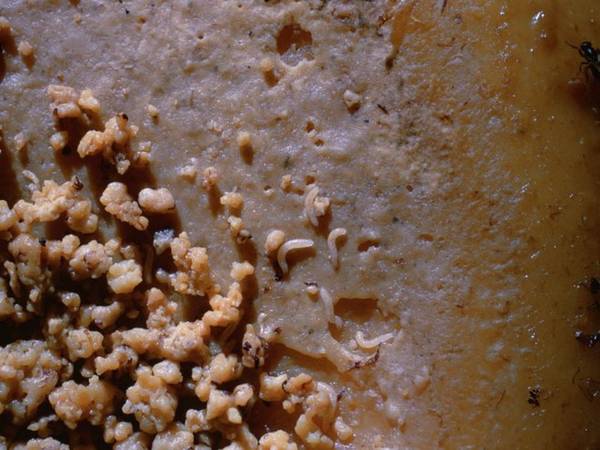 Du lịch thế giới khám phá món pho mát thối Casu Marzu độc lạ