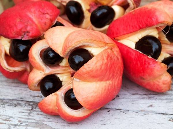 Cảnh báo ngộ độc trái Ackee khi du lịch thế giới vùng Caribbean