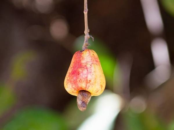 Du lịch thế giới tìm hiểu về hạt điều thô chứa chất độc urushiol