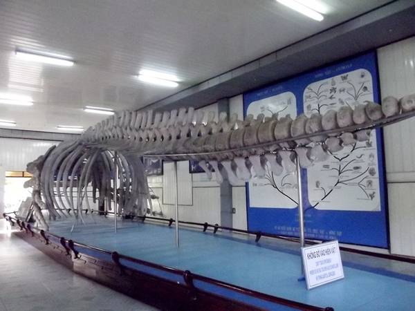 Viện Hải dương học Nha Trang lưu giữ hàng ngàn mẫu vật biển quý hiếm
