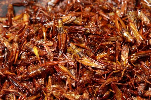 Châu chấu chiên Mexico món ăn đường phố