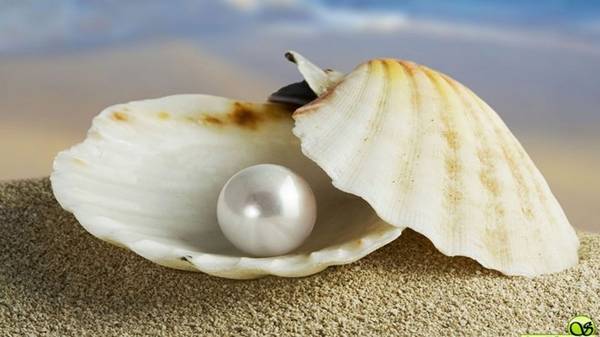 9. Bảo tàng Cội Nguồn là bảo tàng tư nhân thứ 9 ở Việt Nam. Nơi đây lưu giữ hơn 3.000 cổ vật, trong đó có 300 bộ thư mục quý về Phú Quốc cùng các mẫu vật gắn với đời sống người dân trên đảo. Bảo tàng nằm trên đường Trần Hưng Đạo, thị trấn Dương Đông. Ảnh: 7-pearls.