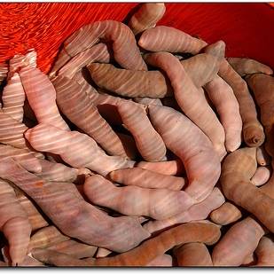 Hải sản châu Á - Cá dương vật
