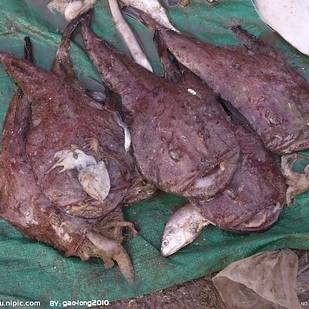 Hải sản châu Á - Cá cần thủ
