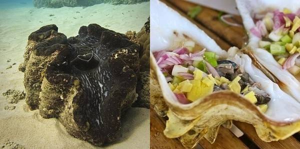 Hải sản châu Á - Sò tai tượng