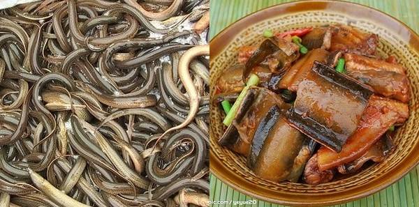 Hải sản châu Á - Lươn đầm lầy