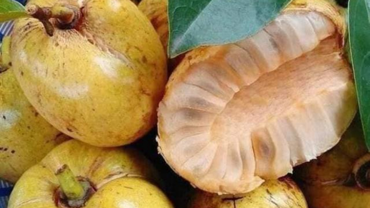 Trái bình bát, đầy ắp tuổi thơ của người miền Tây