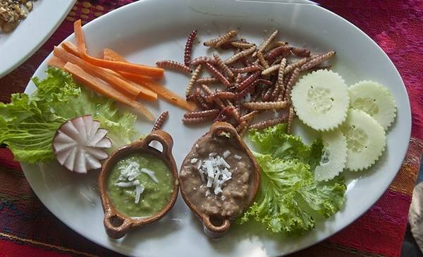 Sâu lô hội nướng - đặc sản địa phương Mexico ăn kèm sốt bơ