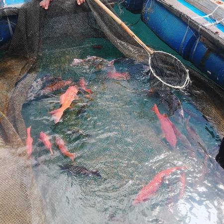 Các loại hải sản ở nhà bè khi du lịch Côn Đảo