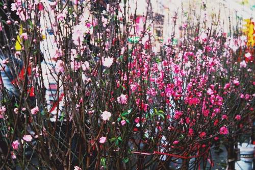 Sắc hoa đào ngày Tết cổ truyền khi đi du lịch Hà Nội