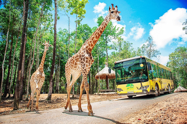 Vinpearl Safari Phú Quốc du lịch Phú Quốc