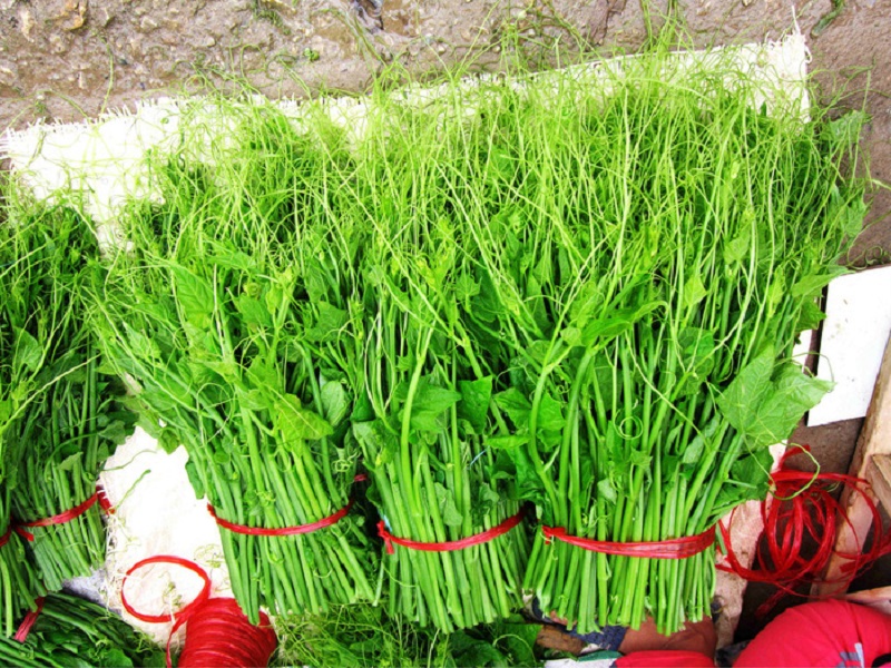 Đặc sản rau su su ở danh thắng Tây Thiên