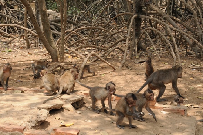 24h-trai-nghiem-tour-can-gio-chi-650000-dong-khach-ivivu-1 24h-trai-nghiem-tour-can-gio-chi-650000-dong-khach-ivivu-1