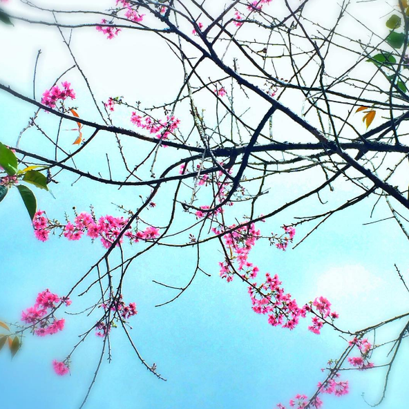 Hoa đẹp Đà Lạt - mai anh đào