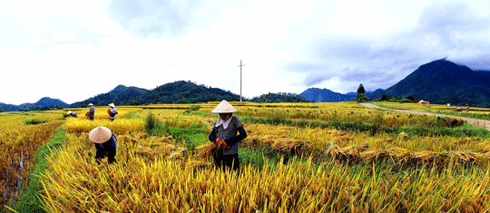 Trải nghiệm ngoại ô Hà Nội ngày mùa gặt