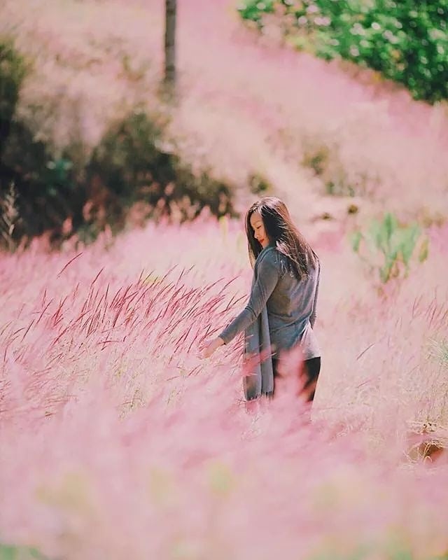 Cỏ đuôi chồn hồng rực rỡ Đà Lạt