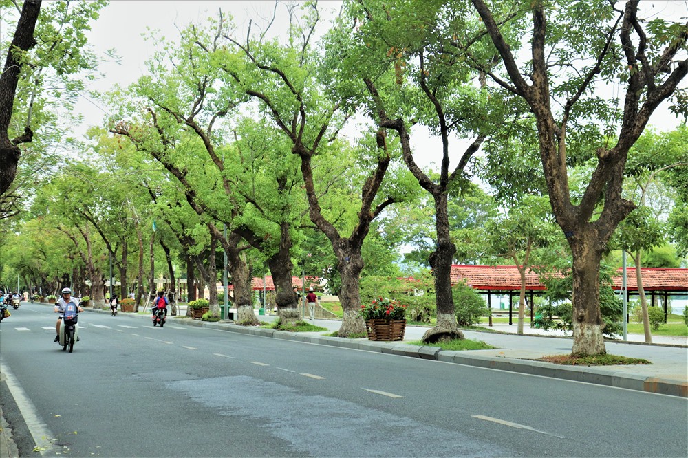Những di sản núp trong bóng cây. Ảnh: VOVTV.