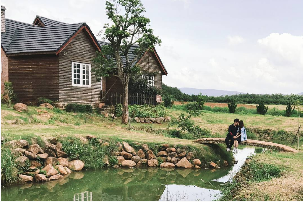 Đàn bò sữa ở nông trại Đà Lạt