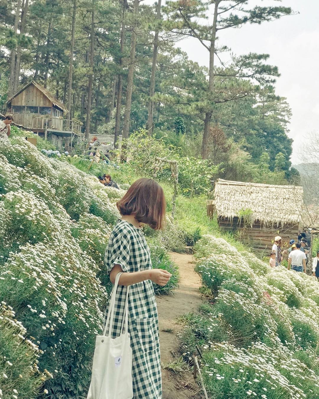 Vườn cúc họa mi Đà Lạt tại Happy Hill