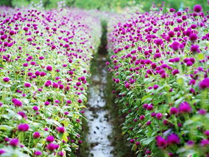 Địa điểm chụp ảnh đẹp ở Hà Nội ngập tràn sắc hoa Nhật Tân