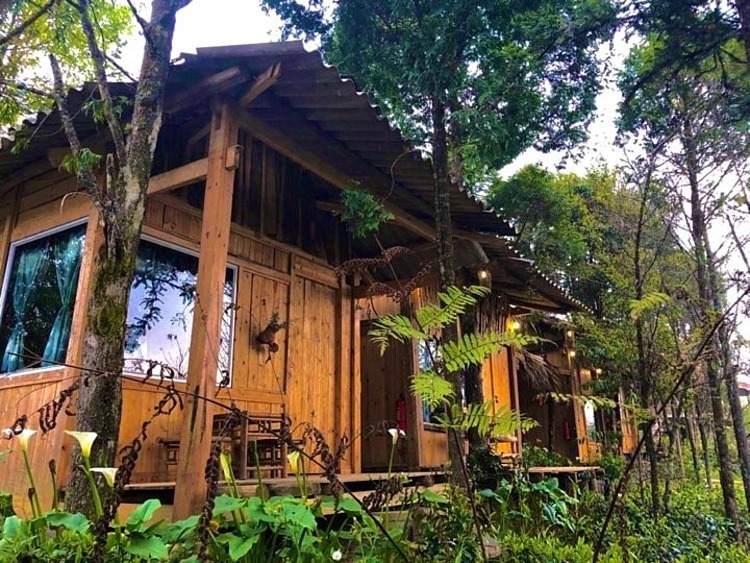 Sa Pa Jungle Homestay - homestay Sapa bao quanh bởi cây xanh