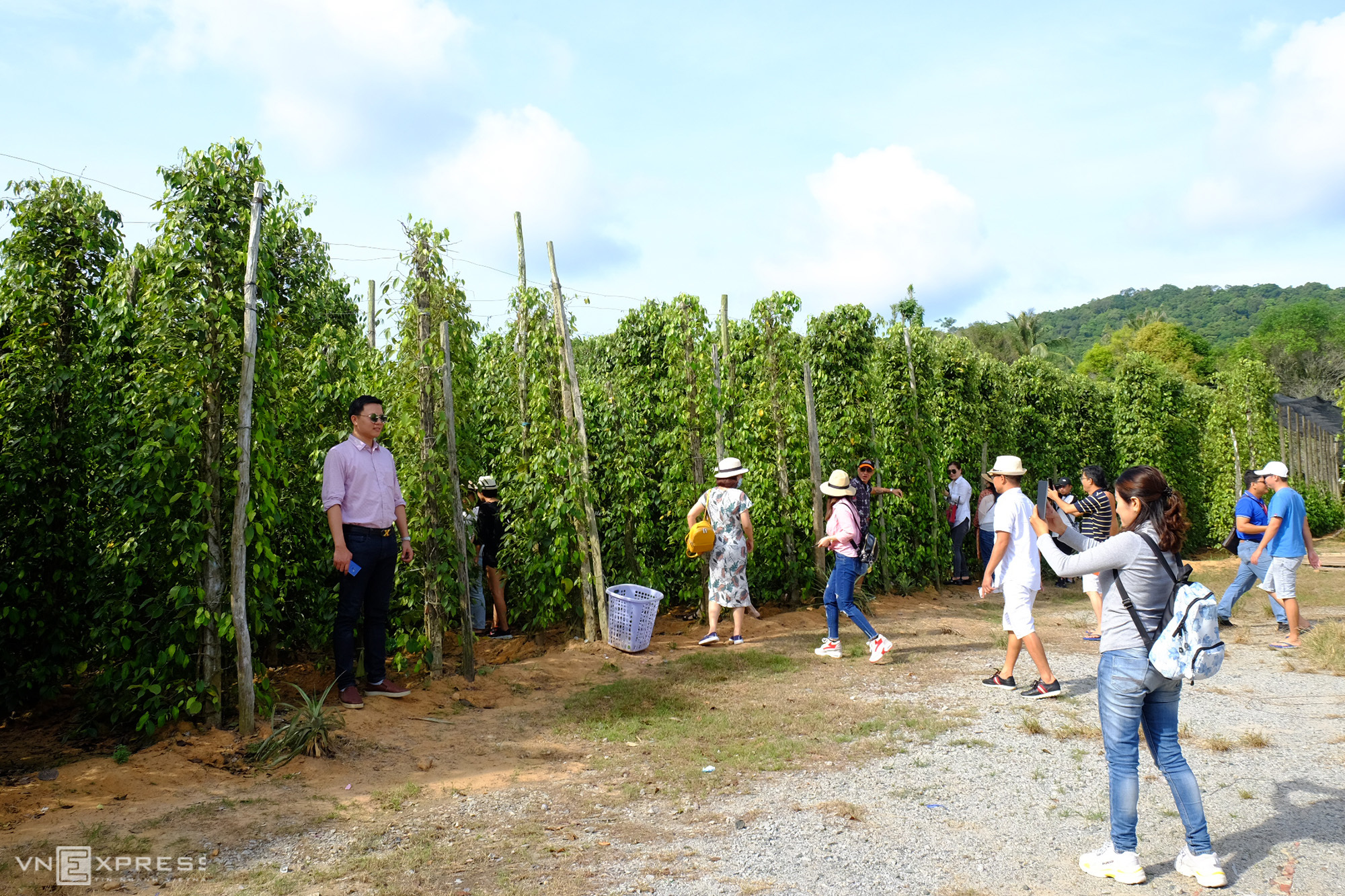 Du khách tham quan vườn tiêu Tuấn Việt đầu tháng 5/2020. Ảnh: Khánh Trần.