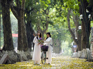Con đường lá vàng rơi lãng mạn tại Phan Đình Phùng Hà Nội