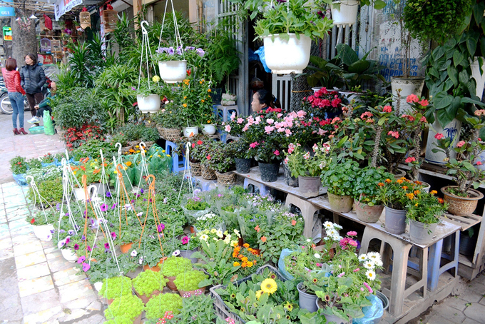 Chợ cây Hoàng Hoa Thám - Chợ sinh vật cảnh nổi tiếng